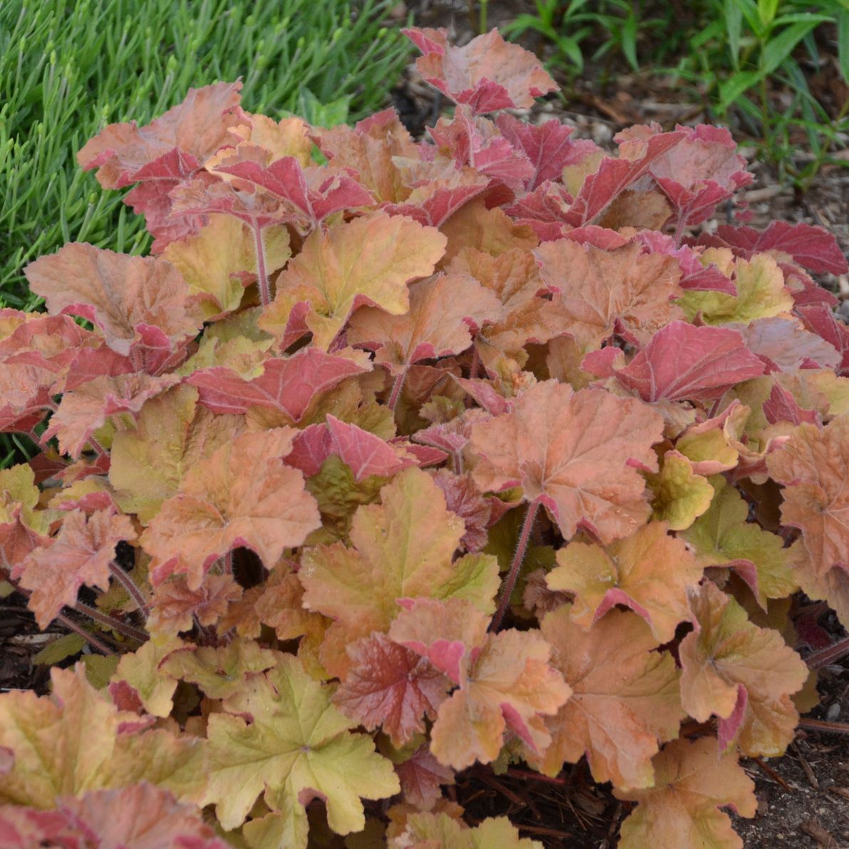 Heuchera Caramel Coral Bells perennial for sale in Lebanon