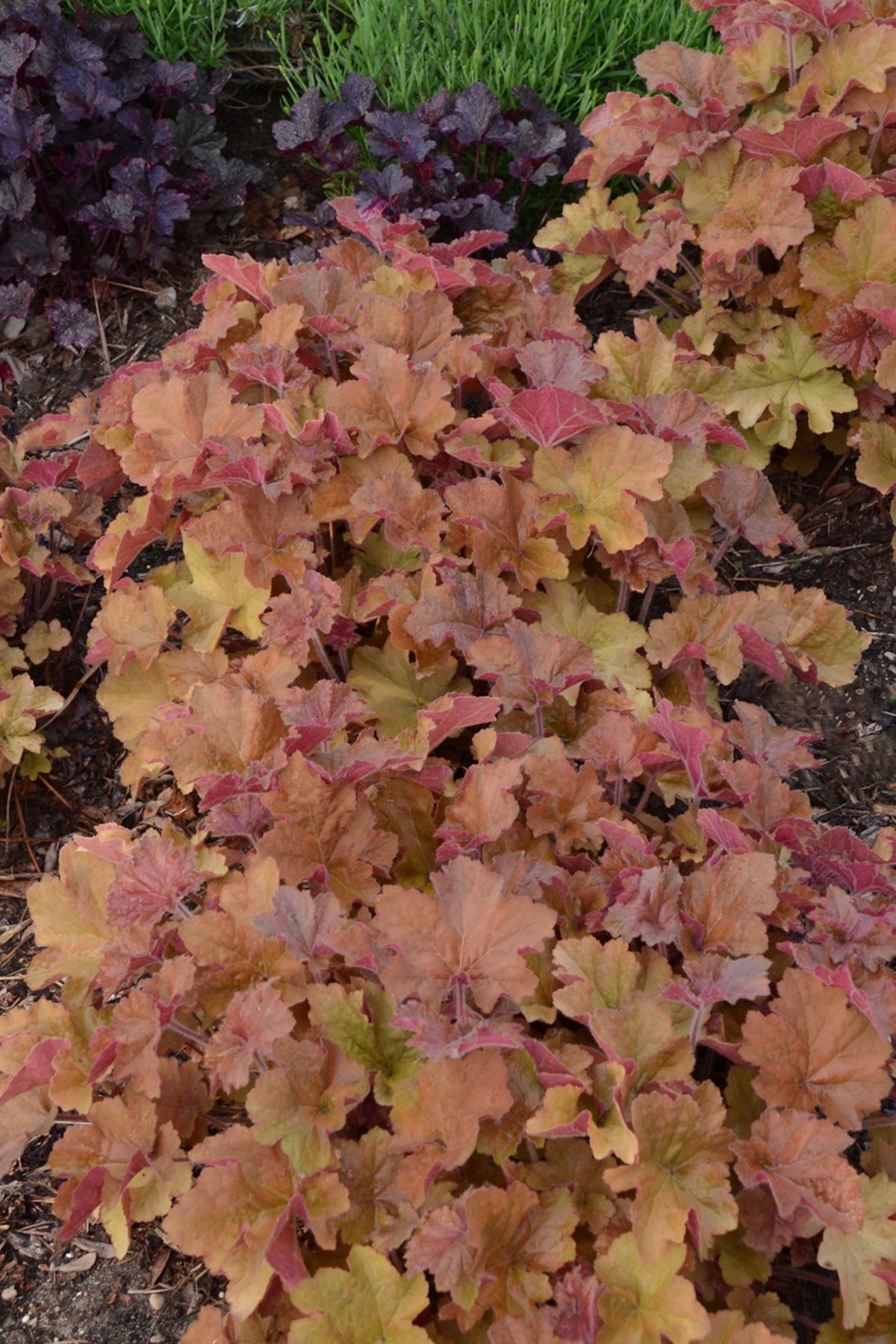 Heuchera Caramel Coral Bells perennial for sale in Lebanon