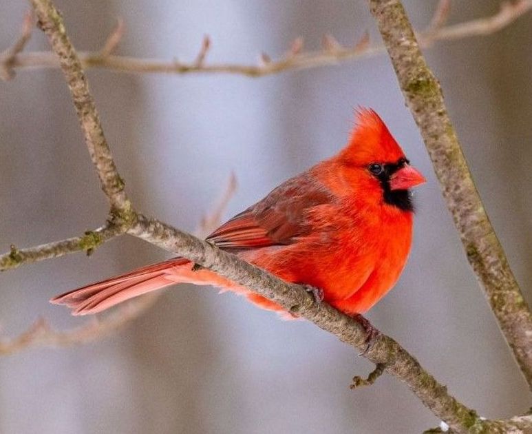 Red cardinal. Bird feed & feeders for sale near me in Lebanon PA. 