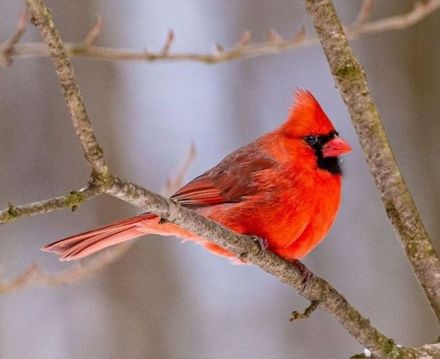 Red cardinal. Bird feed & feeders for sale near me in Lebanon PA. 