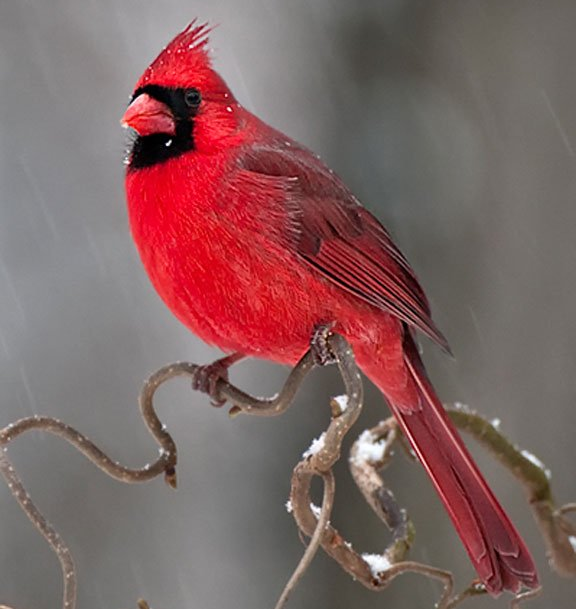 Bird Feed & Sunflower Seed For Sale