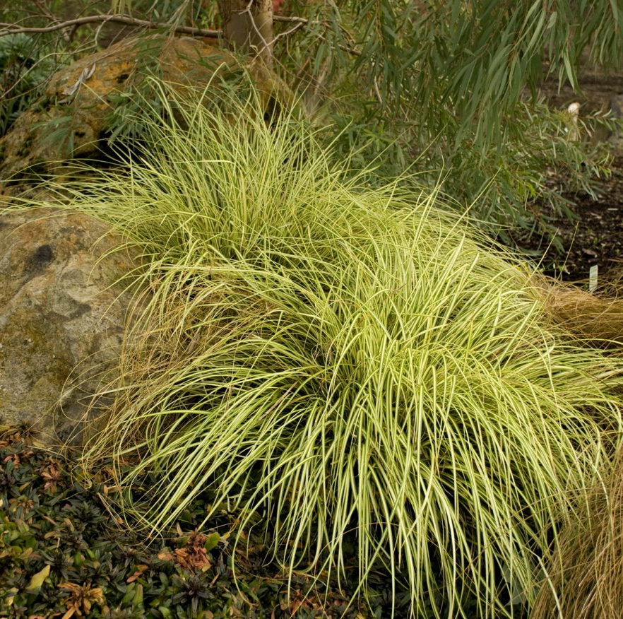 Carex Evergold Sedge Grass