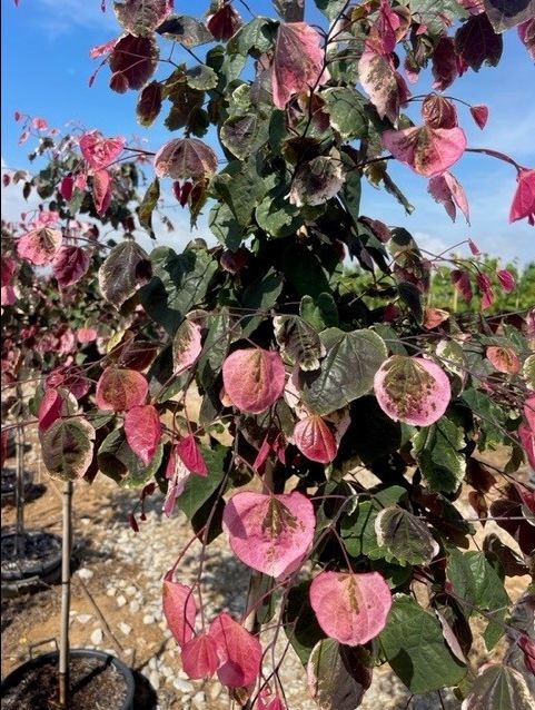 Cercis Canadensis Carolina Sweetheart Redbud Tree for sale in Lebanon