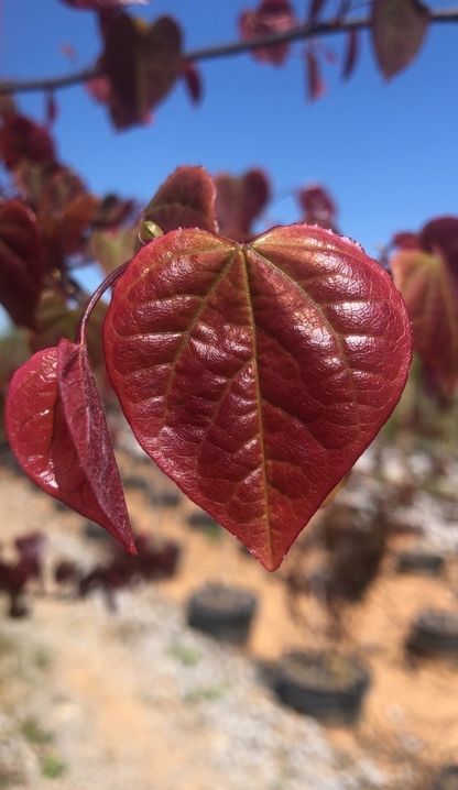 Cercis Canadensis Carolina Sweetheart Redbud Tree for sale in Lebanon