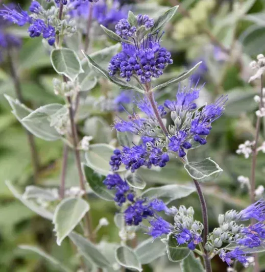 Caryopteris dark knight bluebeard bush flowering shrub for sale in Lebanon