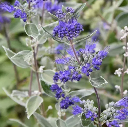 caryopteris dark blue bluebeard shrub flowering bush for sale in Lebanon