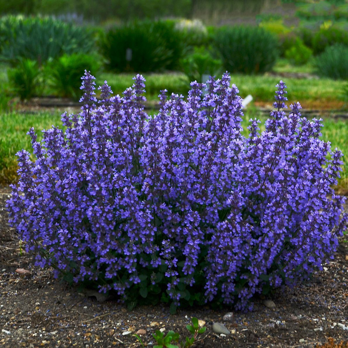 Nepeta Cat's Pajamas Catmint perennial for sale in Lebanon