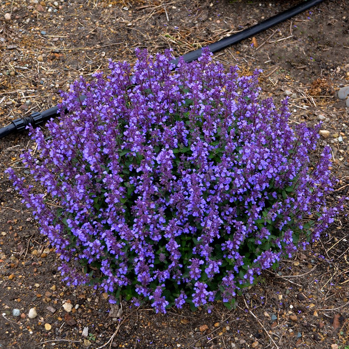 Nepeta Cat's Pajamas Catmint perennial for sale in Lebanon
