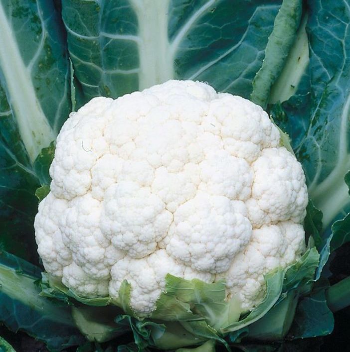 Steady Cauliflower