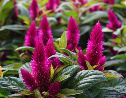 fall flowers ornamental peppers celosia kale pansies grasses