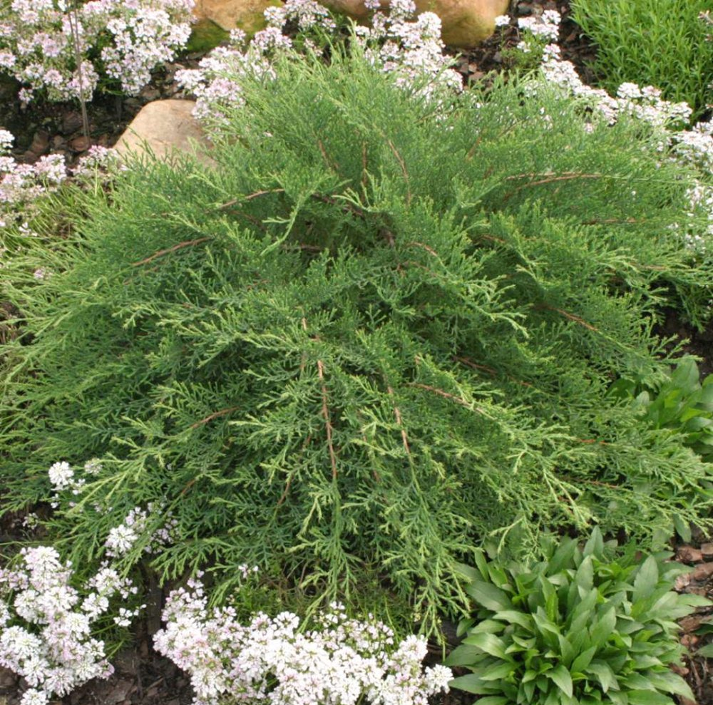 Microbiota Celtic Pride Russian Cypress ground cover