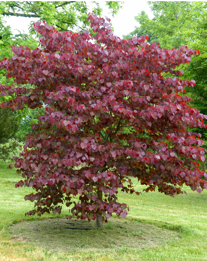 Cercis Canadensis Forest Pansy Redbud Tree for sale in Lebanon