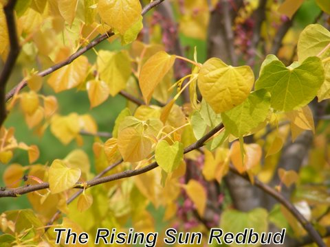 Cercis Canadensis Rising Sun Redbud Tree for sale in Lebanon