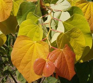 Cercis Canadensis Rising Sun Redbud Tree for sale in Lebanon