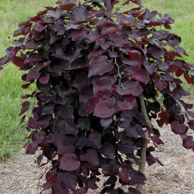 Cercis Canadensis Ruby Falls  Weeping Redbud Tree for sale in Lebanon