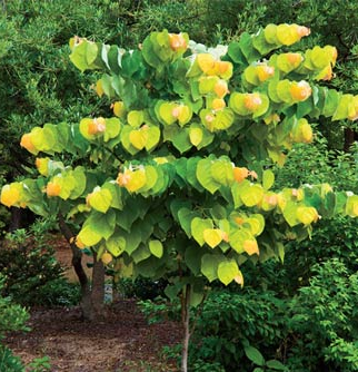 Cercis Rising Sun Redbud Tree