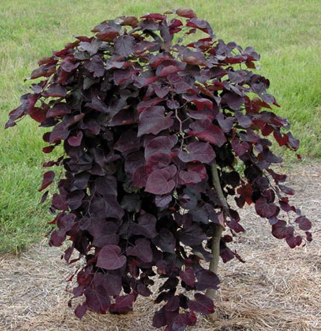 Cersis Ruby Falls weeping Redbud Tree