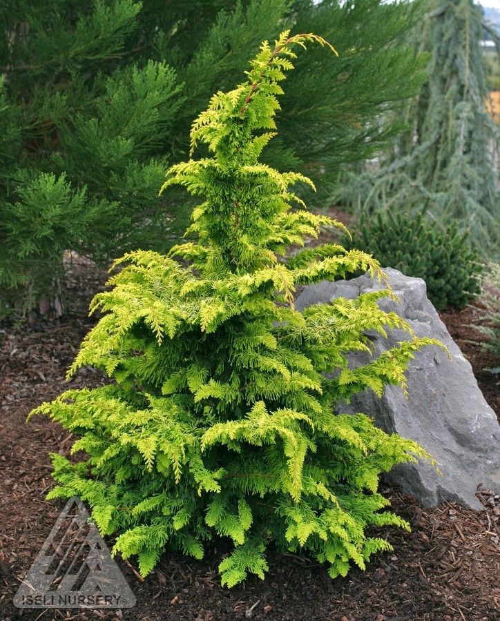 Chamaecyparis obtusa Fernspray Gold Hinoki Cypress shrub evergreen bush for sale in Lebanon