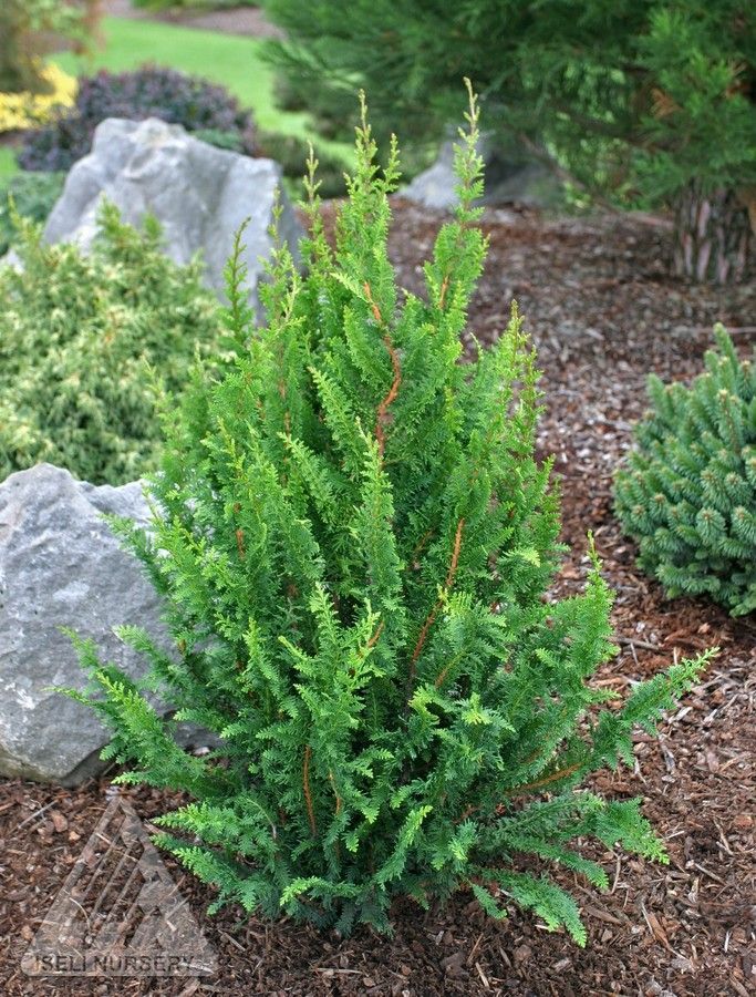 Chamaecyparis obtusa Fernspray Hinoki Cypress shrub evergreen bush for sale in Lebanon