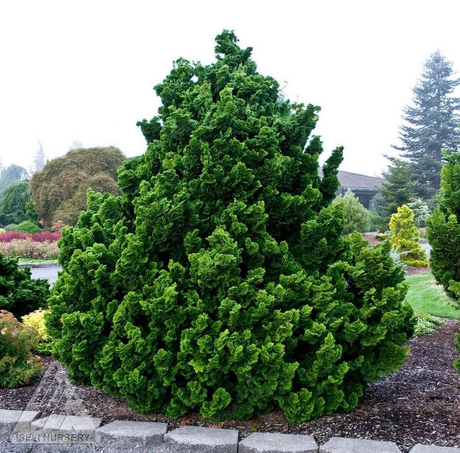Nana Gracilis Hinoki Cypress shrub dwarf evergreen bush for sale in Lebanon