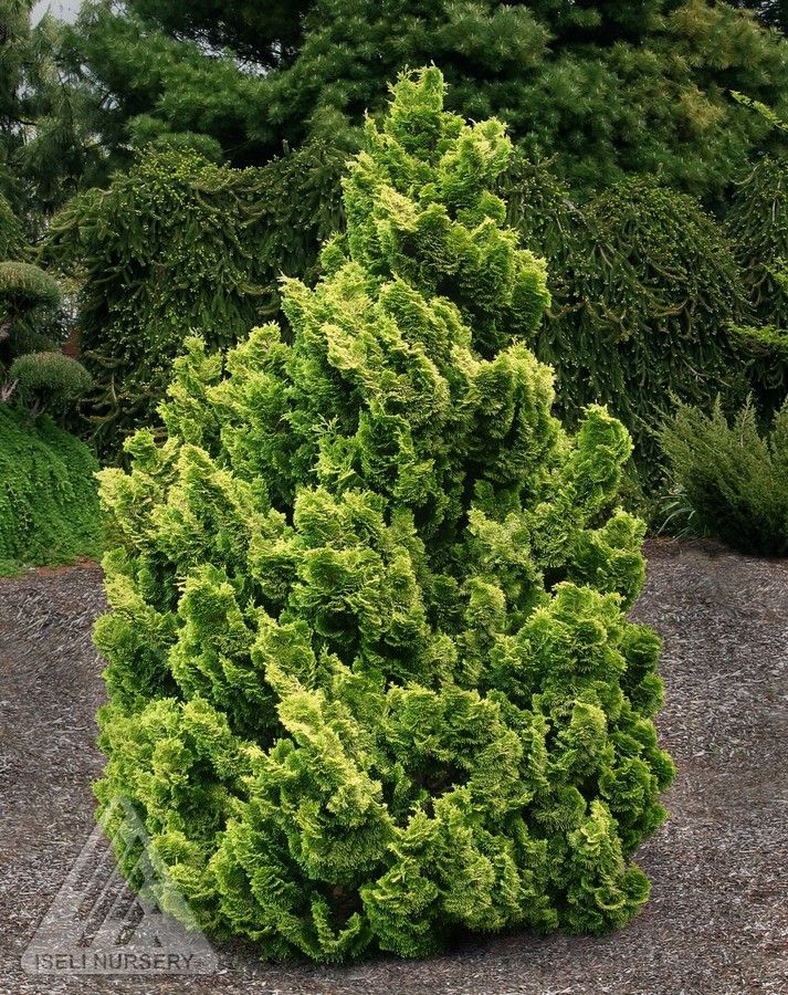 Nana Lutea Golden Hinoki Cypress shrub dwarf evergreen bush for sale in Lebanon