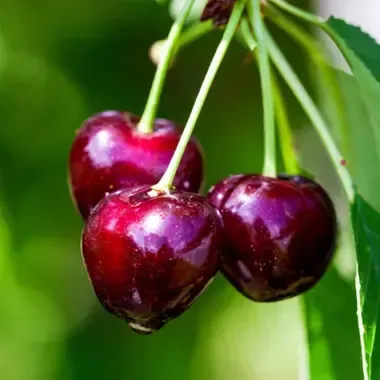 Chelan Cherry tree fruit tree for sale in Lebanon