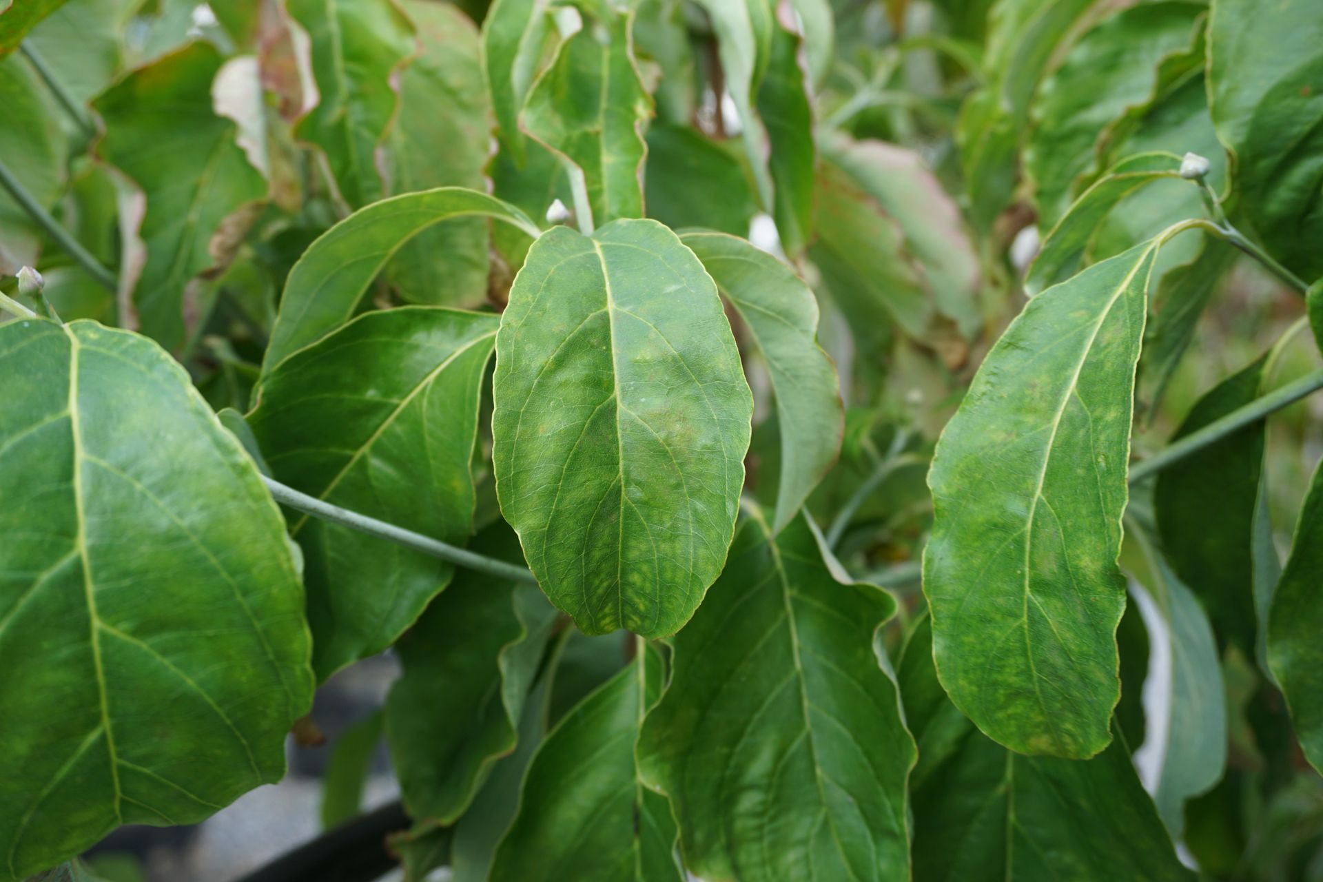 Cornus Florida Cherokee Brave Dogwood Tree for sale in Lebanon