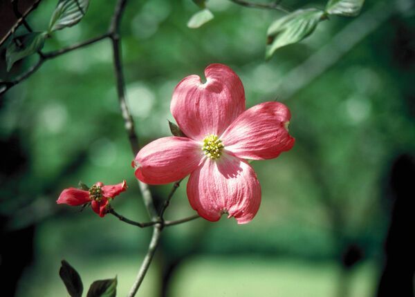 Cornus Florida Cherokee Chief Dogwood Tree for sale in Lebanon