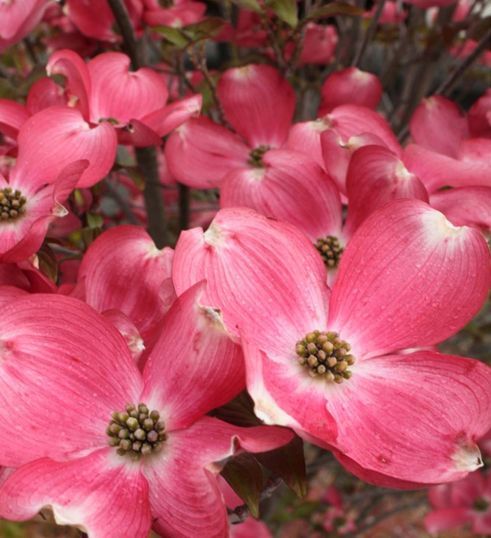 Cornus Florida Cherokee Chief Dogwood Tree for sale in Lebanon