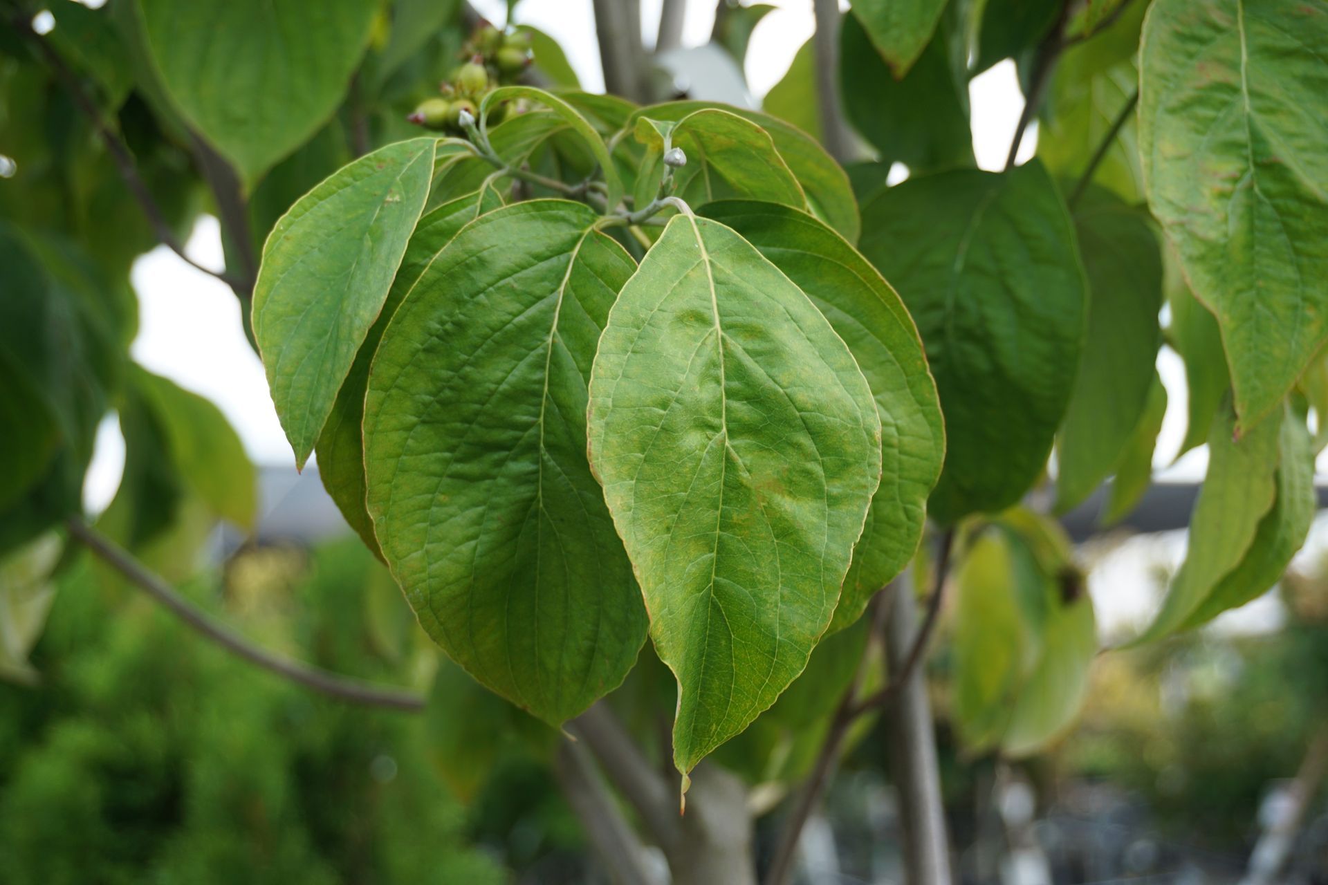 Cornus Florida Cherokee Princess Dogwood Tree for sale in Lebanon