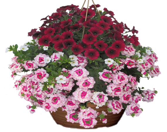 Cherry Stripes Petunia hanging basket flower mix for sale in Lebanon PA