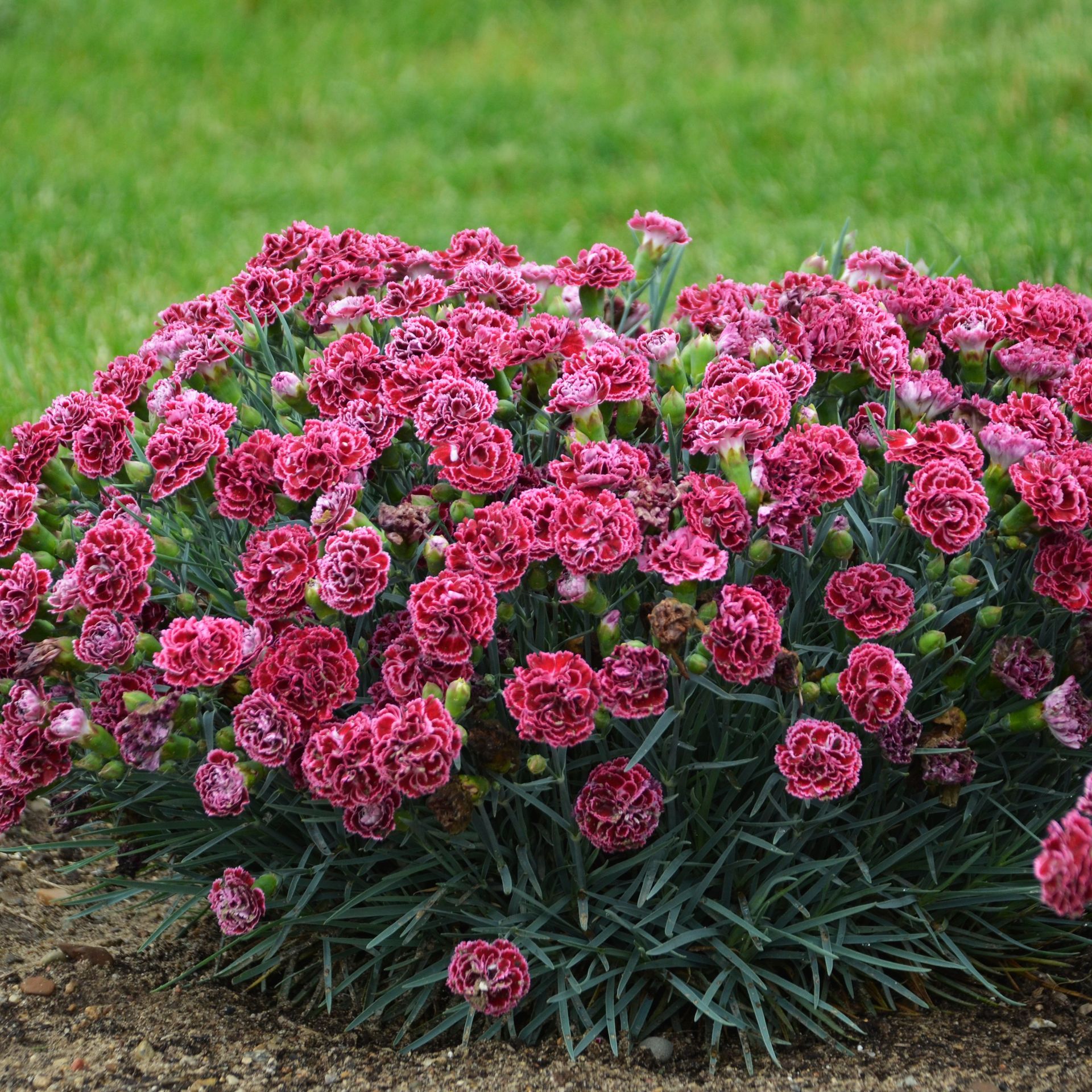 Cherry Vanilla Dianthus perennial for sale in Lebanon