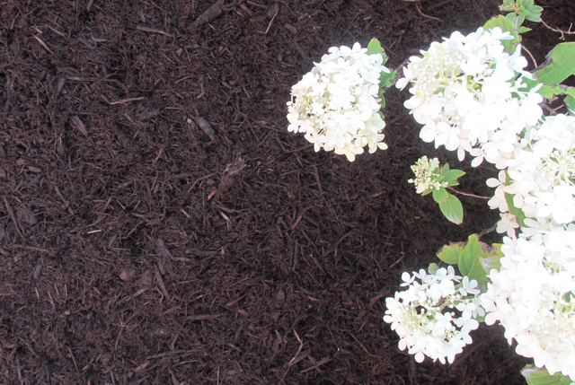 Image of Chestnut bark mulch bulk