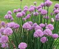 Chive Herb Plants for sale in Lebanon PA