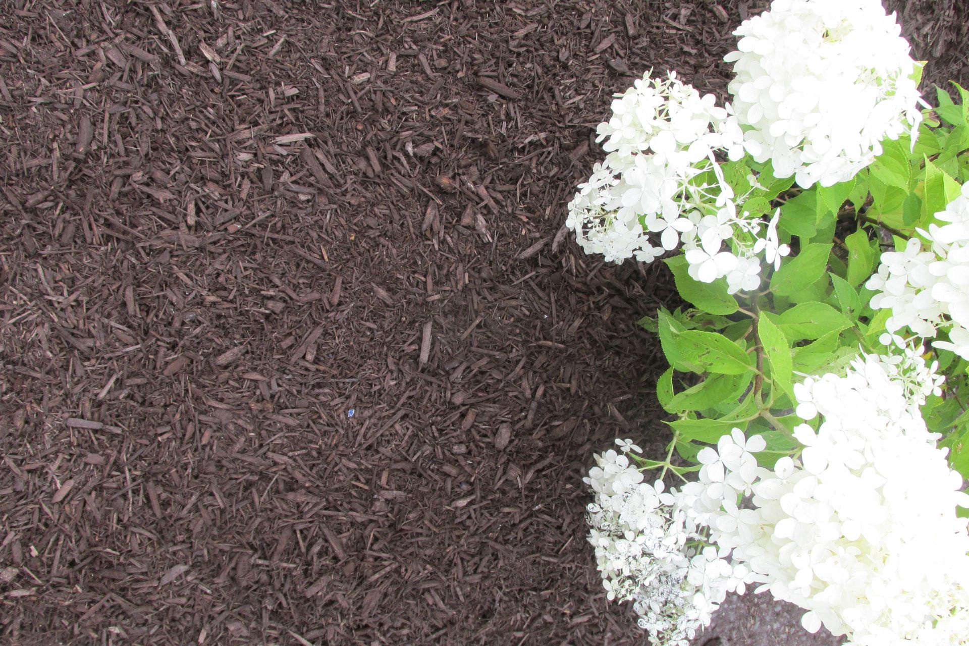 Bulk Chocolate Brown Dyed Mulch For Sale near me delivered to Lebanon, Annville, Palmyra, & Cornwall.