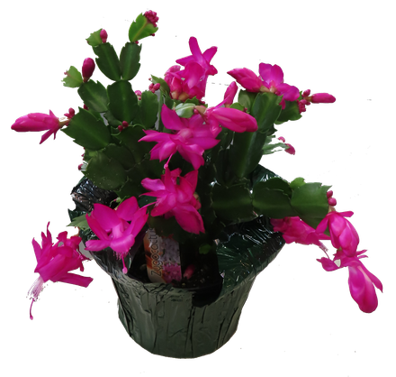 christmas cactus