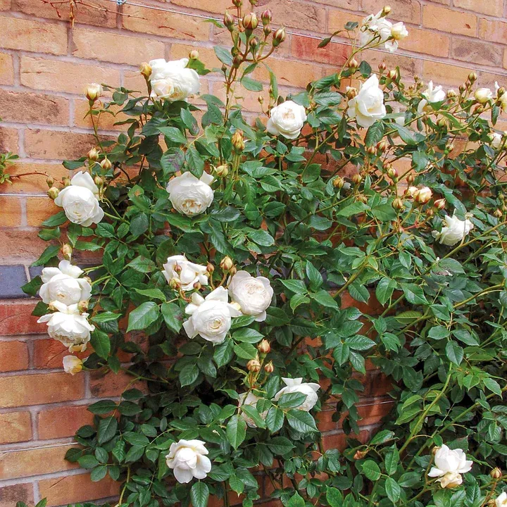 English Rose Claire Austin David Austin Rose shrub flowering bush for sale in Lebanon