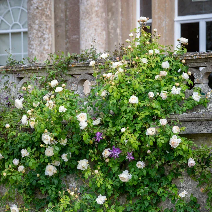 English Rose Claire Austin David Austin Rose shrub flowering bush for sale in Lebanon