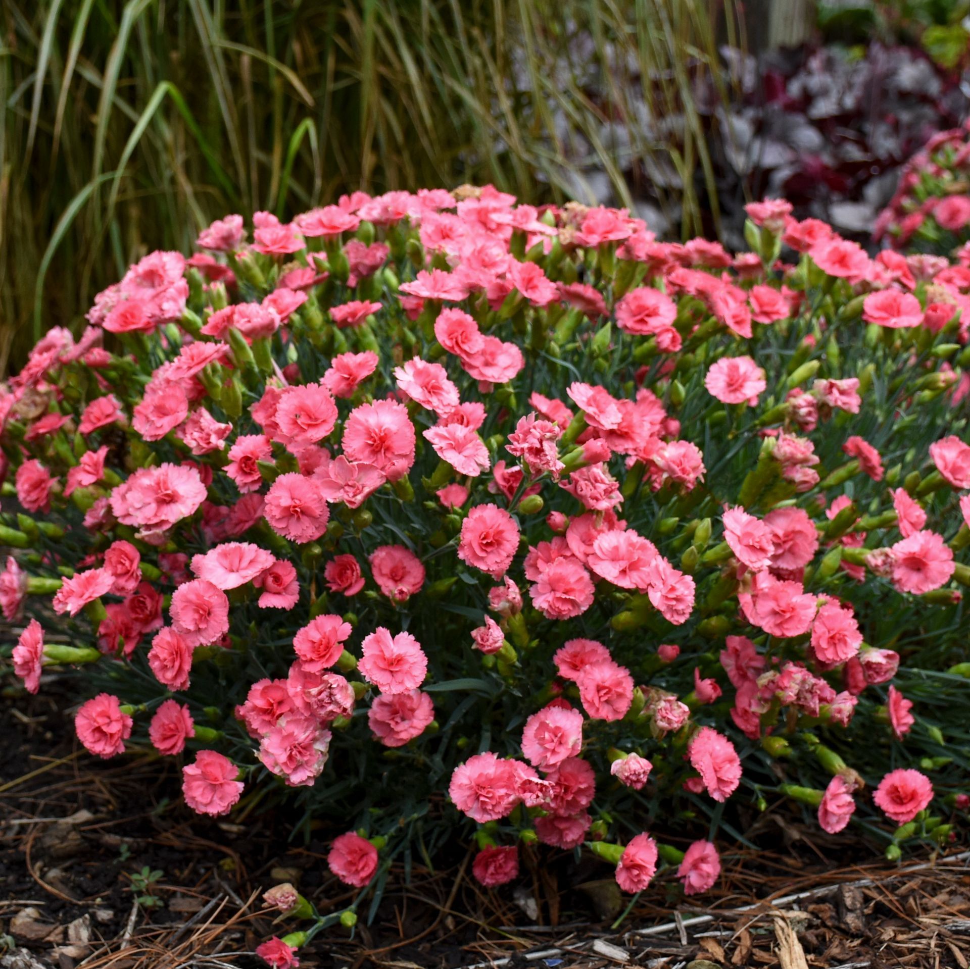Classic Coral Dianthus perennial for sale in Lebanon