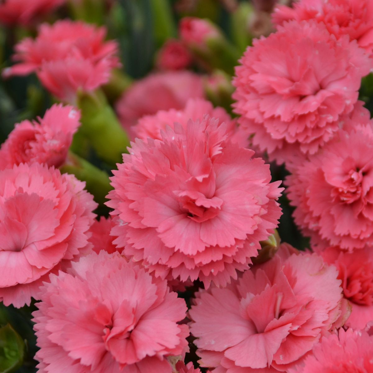 Classic Coral Dianthus perennial for sale in Lebanon