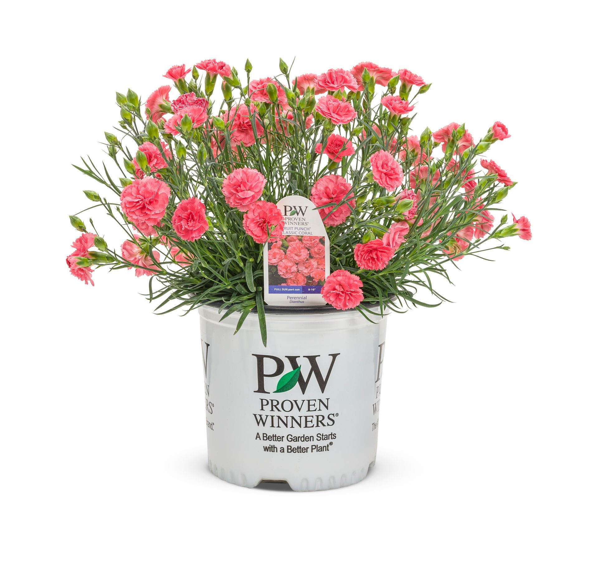 Classic Coral Dianthus perennial for sale in Lebanon