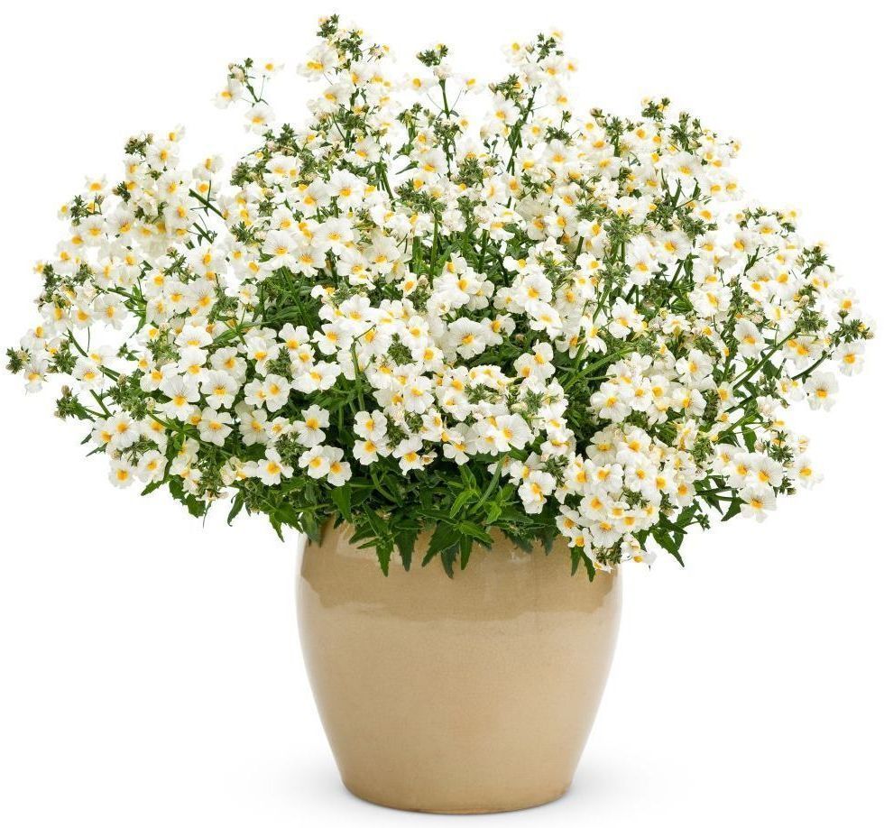 Sunsatia  Nemesia Coconut flower for sale in Lebanon PA