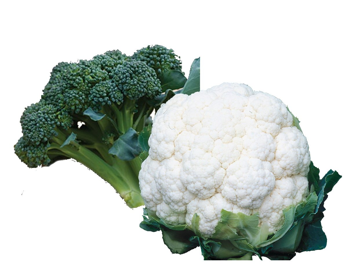 Broccoli & Cauliflower Plants for sale