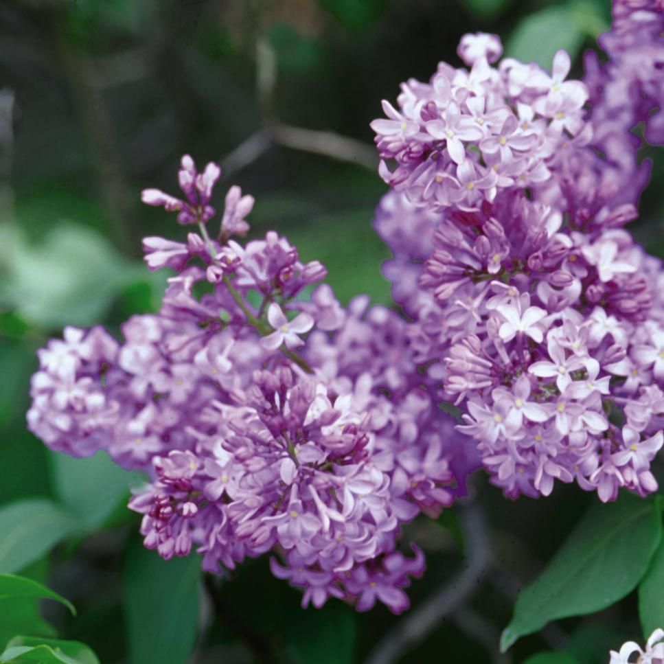 Syringa Old Fashioned Purple Lilac shrub common flowering bush for sale in Lebanon