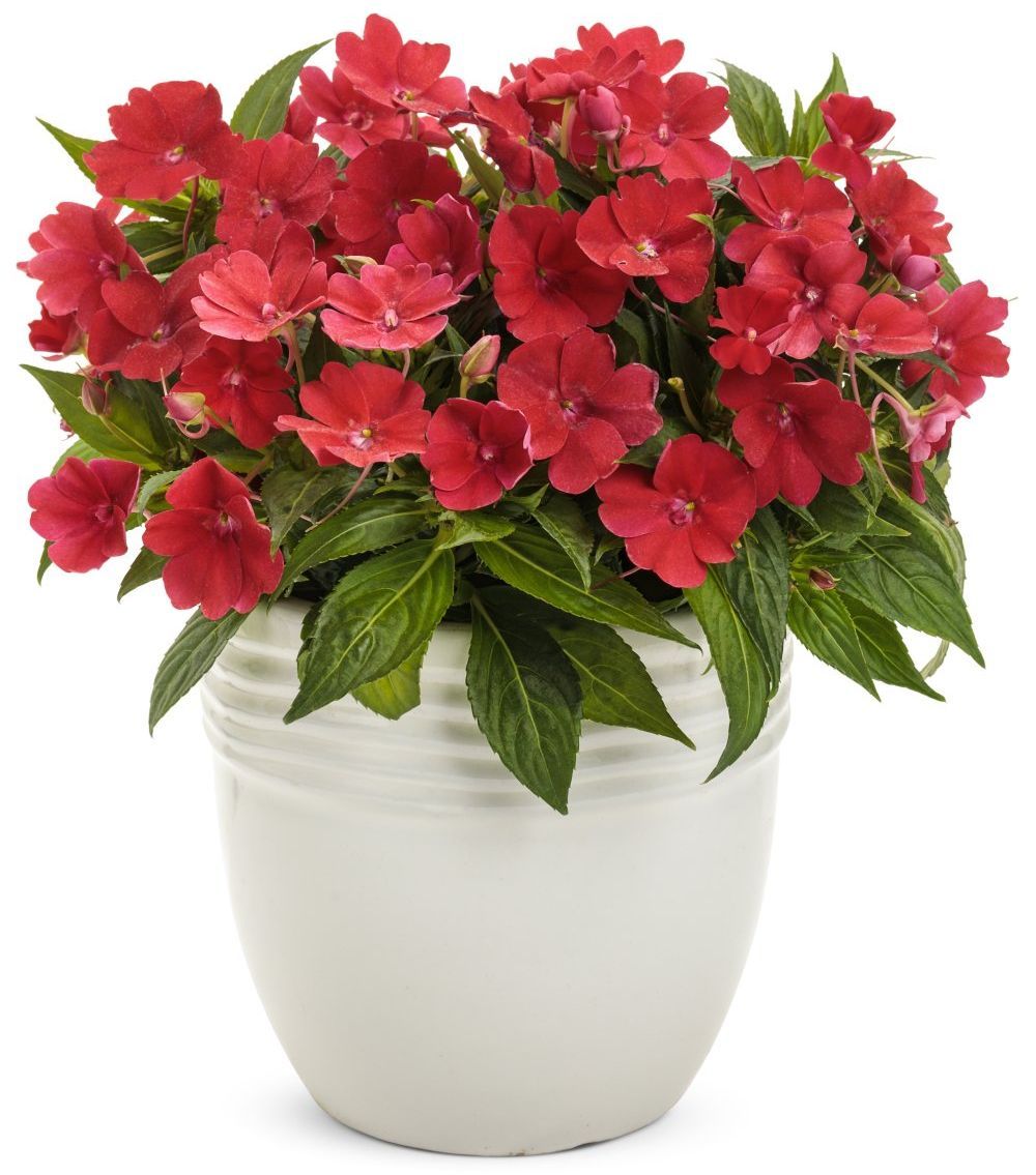 Impatiens Sunpatiens Deep Red flower for sale in Lebanon PA