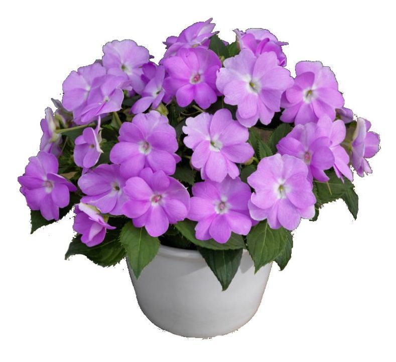 Impatiens Sunpatiens Orchid flower for sale in Lebanon PA