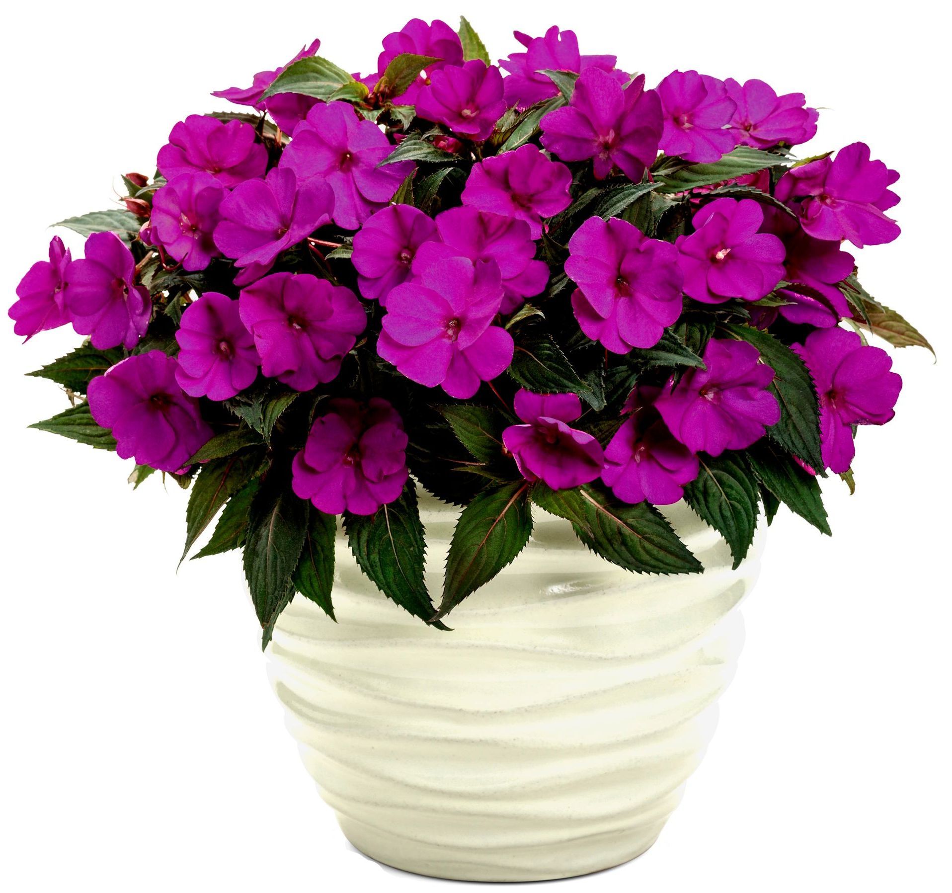 Impatiens Sunpatiens Purple flower for sale in Lebanon PA