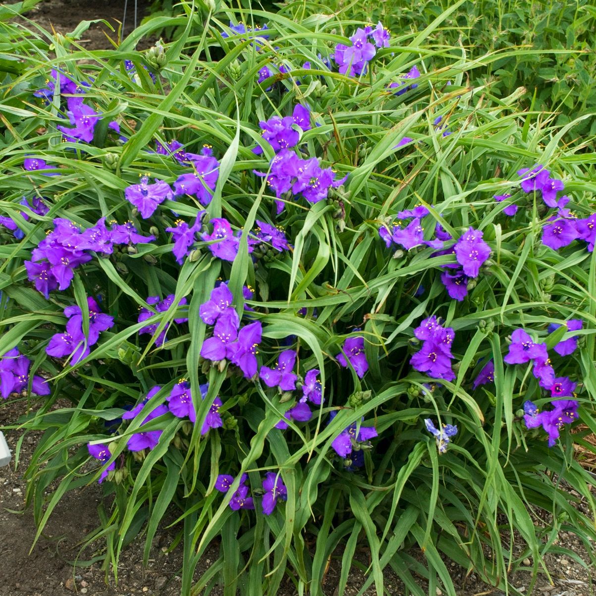 Tradescantia Concord Grape Spiderwort perennial for sale in Lebanon