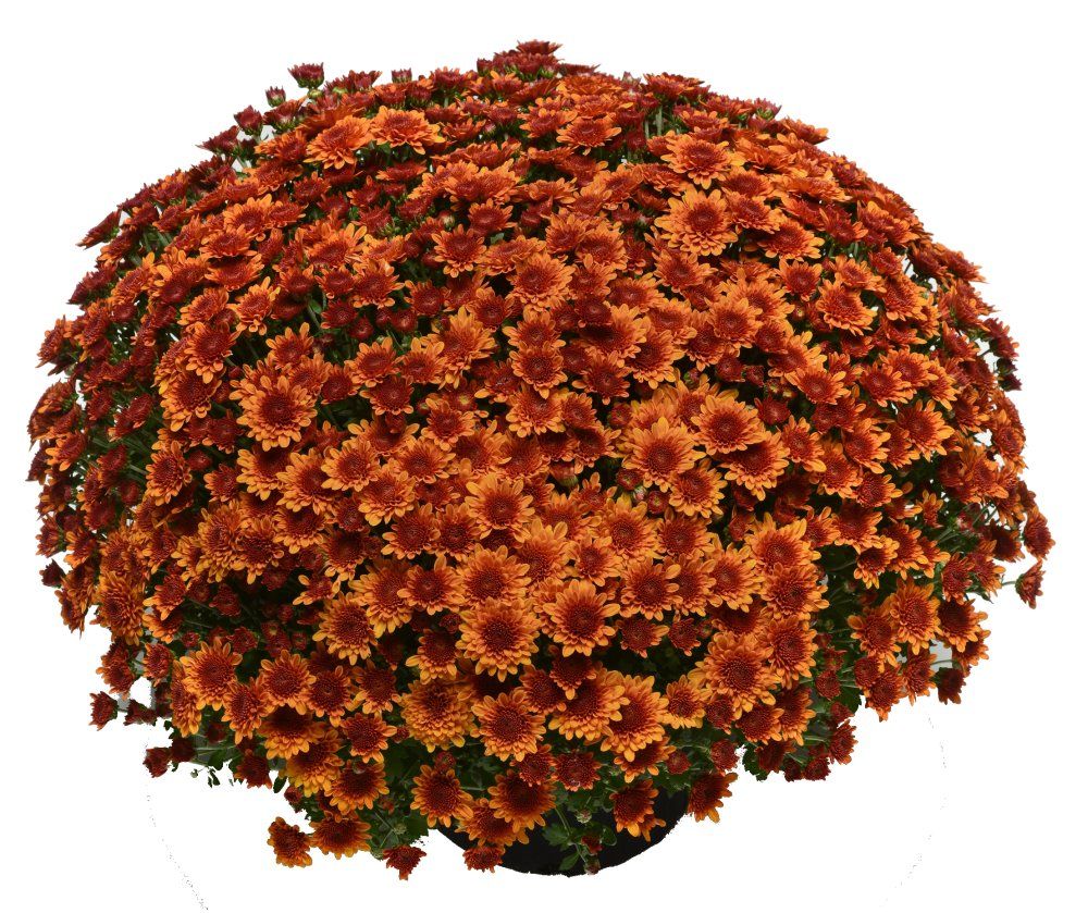 Fall Mum Chrysanthemums copper coin bronze
