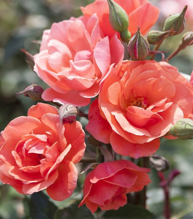 rose bush double coral knockout shrub for sale in Lebanon